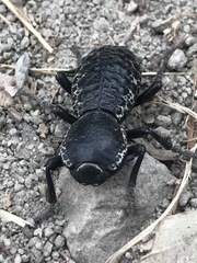 Zopherus laevicollis