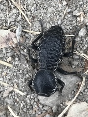 Zopherus laevicollis