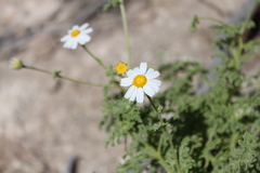 Perityle crassifolia robusta
