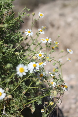 Perityle crassifolia robusta