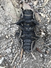 Zopherus laevicollis