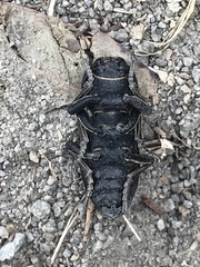 Zopherus laevicollis