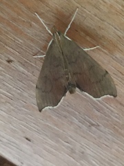 Sericoplaga externalis