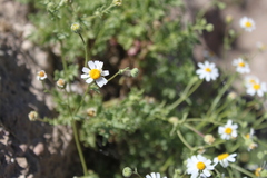 Perityle crassifolia robusta