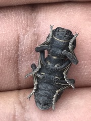 Zopherus laevicollis