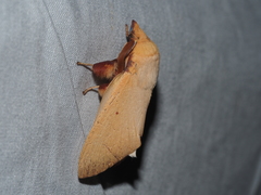 Entometa chlorosacca