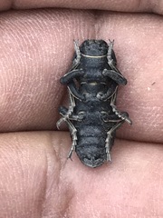 Zopherus laevicollis