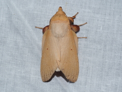 Entometa chlorosacca