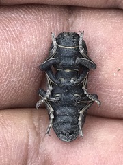 Zopherus laevicollis