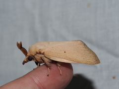 Entometa chlorosacca