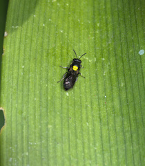 Amphylaeus obscuriceps