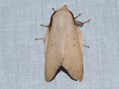 Entometa chlorosacca