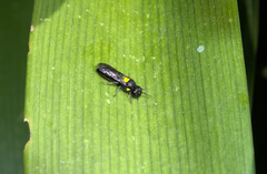 Amphylaeus obscuriceps