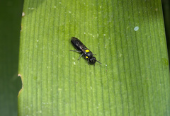 Amphylaeus obscuriceps