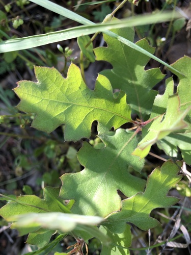 iNaturalist observation photo of California black oak