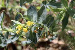 Lithospermum californicum