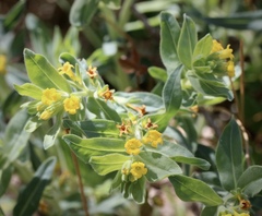 Lithospermum californicum