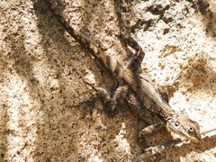 Acanthocercus cyanogaster