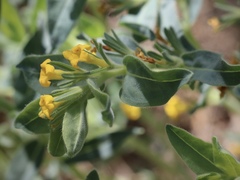 Lithospermum californicum
