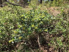 Lithospermum californicum
