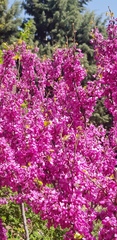 Cercis siliquastrum