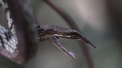 Ahaetulla sahyadrensis