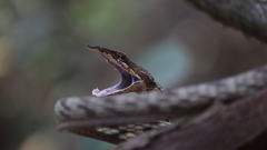 Ahaetulla sahyadrensis