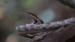 Ahaetulla sahyadrensis