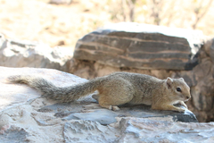 Paraxerus cepapi phalaena