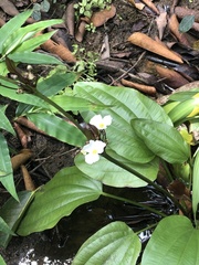 Echinodorus grandiflorus