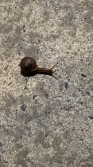 Zachrysia provisoria