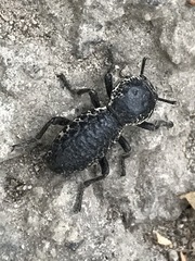 Zopherus laevicollis