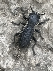 Zopherus laevicollis