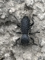 Zopherus laevicollis