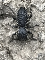 Zopherus laevicollis