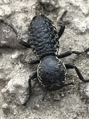 Zopherus laevicollis