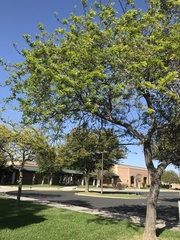 Robinia pseudoacacia