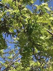 Robinia pseudoacacia