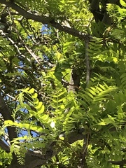 Robinia pseudoacacia
