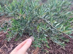 Buddleja alternifolia