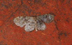 Idaea inquinata