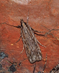 Scoparia meyrickii