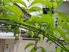 Artabotrys hexapetalus