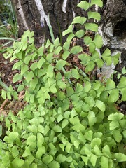 Adiantum × tracyi