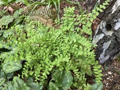 Adiantum × tracyi