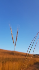 Andropogon chinensis