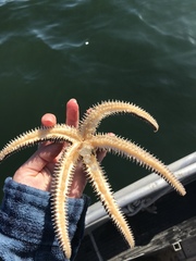 Stylasterias forreri