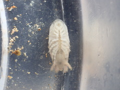 Cirolana harfordi