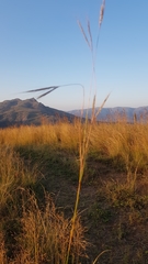Andropogon chinensis