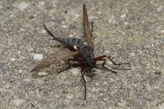 Empis spectabilis
